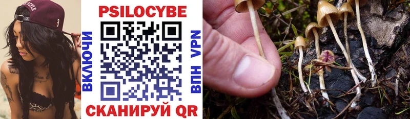 Псилоцибиновые грибы Psilocybe как найти Невьянск